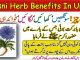 Kasni Herb Benefits In Urdu, Arq e Kasni Benefits For Health