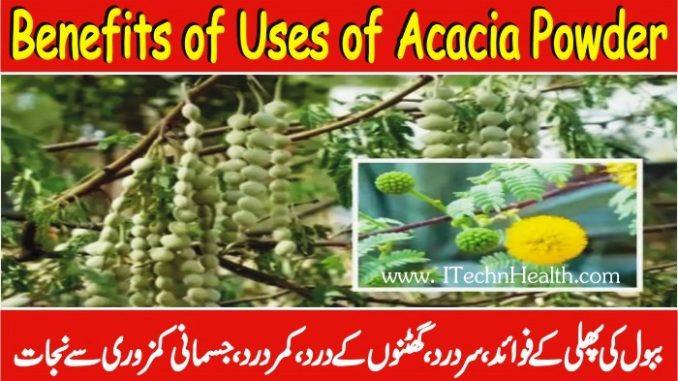 Acacia Powder Benefits For Men, Women & Acacia Powder Side Effects