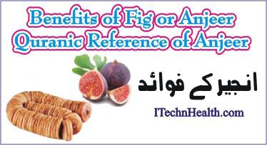 Benefits of Fig or Anjeer In Urdu