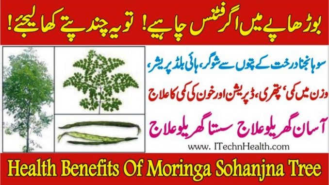 Health Benefits of Moringa Or Drumstick Tree