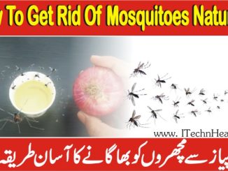 How To Get Rid Of Mosquitoes Inside The House Naturally