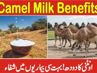 Camel Milk Benefits, Onthni k Doodh k Fawaid