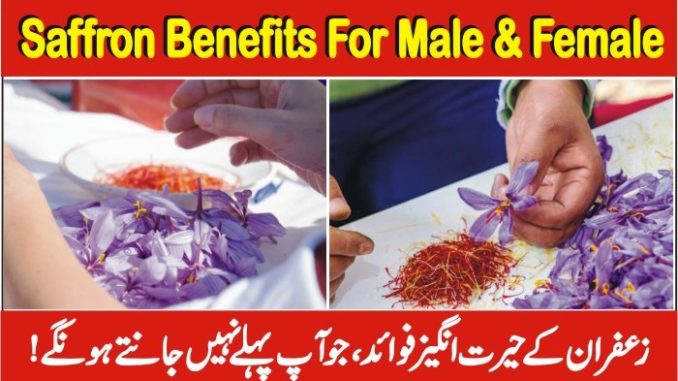 Saffron Benefits In Urdu For Male And Female